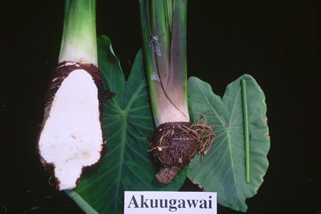 Akuugawai