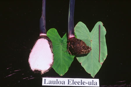 Lauloa Eleele-ula