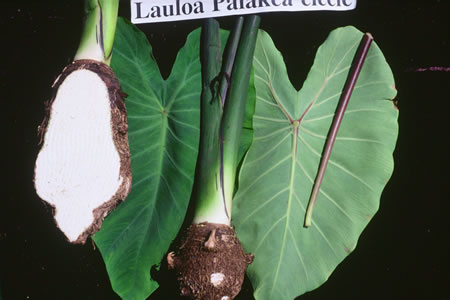 Lauloa Palakea-eleele