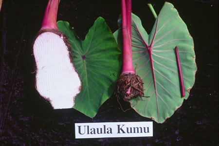 Ulaula Kumu
