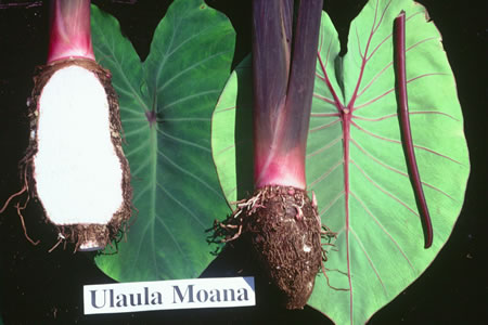 Ulaula Moano