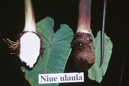 Niue-ulaula
