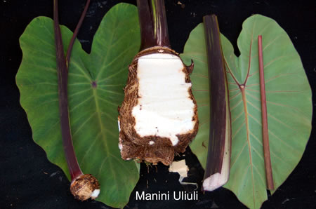 Manini Uliuli