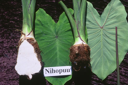 Nihopuu