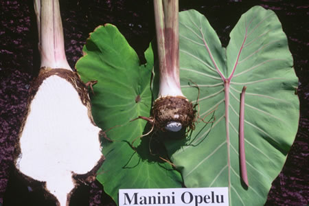 Manini-opelu