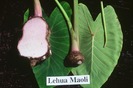 Lehua Maoli