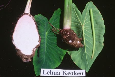 Lehua Keokeo