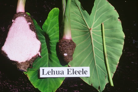Lehua Eleele