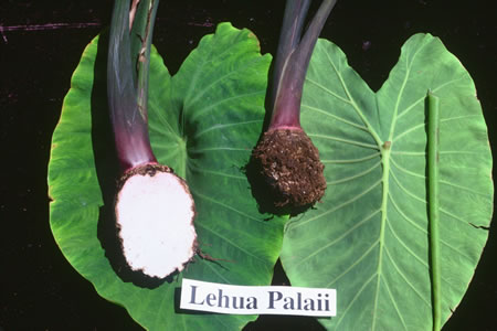 Lehua Palaii