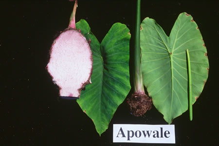 Apowale