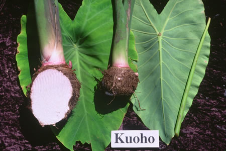 Kuoho
