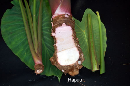 Hapuu