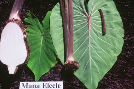 Mana Eleele