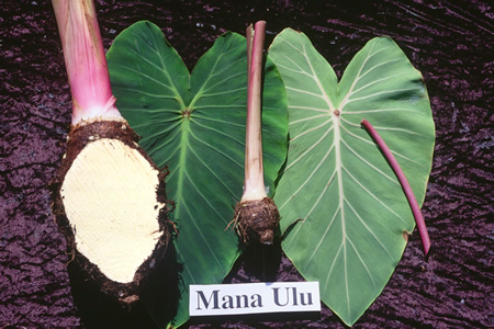 Mana Ulu