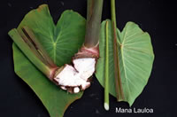 Mana Lauloa