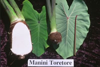 Manini Toretore