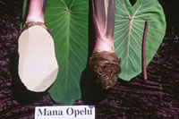 Mana Opelu