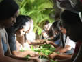 Sustaining Traditions by Restoring Forests