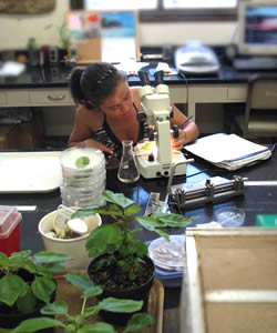 Evaluating botanical pesticides.