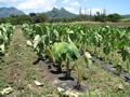 Organic Agriculture: Green and Growing