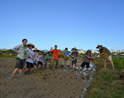 CTAHR students get their hands
(and feet) dirty harvesting rice alongside their Hong Kong hosts.