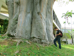 Thebaobab tree on the UH Manoa campus may be the largest in the United States.