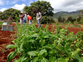 Local Growers and the Law