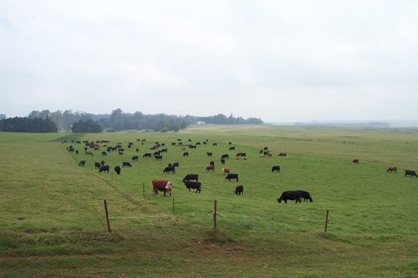 Mealani's breeding program is thriving. Its bulls rank among the top 5% and even 1% of Angus in the country.