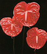 Protea
picture