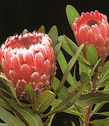 Protea
picture