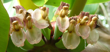 Banana flowers