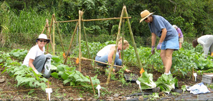 Hilo MGs trying biochar