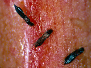 Adult thrips on red ginger. Photo: Dr. A Hara