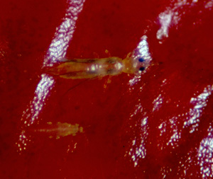 Anthurium thrips: adult and nymph. Photo: Dr. A Hara