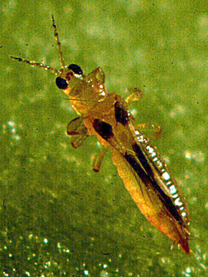 Banana rust thrips. Photo: Dr. A Hara