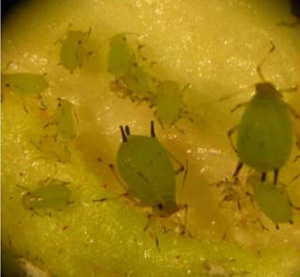 Cotton aphids, Photo: Dr. Arnold Hara