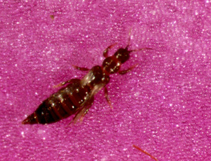 Dichromothrips on dendrobium. Photo: Dr. A Hara