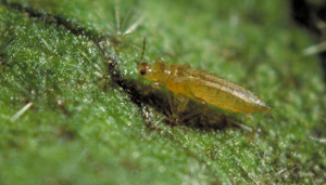 Melon thrips. Photo: Dr. A Hara
