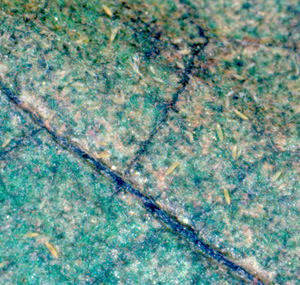 Thrips on eggplant. Photo: Dr. A Hara
