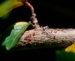 Thrips on holyhock. Photo: Dr. A Hara