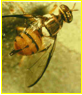 Oriental Fruit Fly