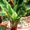 Banana bunchy top virus on plant. Photo: Scot Nelson
