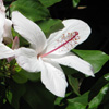 Hibiscus waimeae