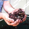 worms for vermicomposting