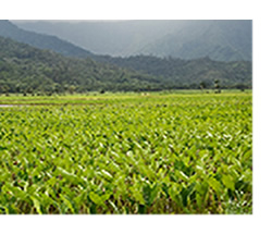 taro field