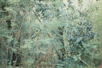 legumes