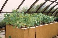 legumes