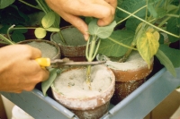 legumes
