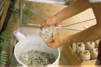 Roots are removed from the growing medium