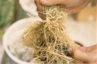 Roots are removed from the growing medium